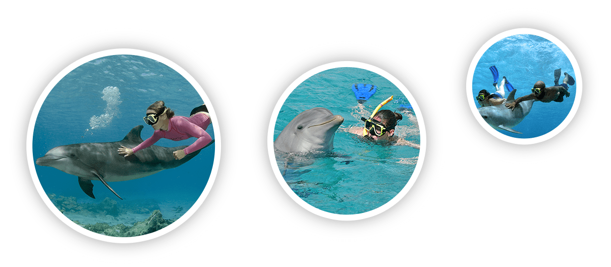 Toeristen die met een dolfijn snorkelen bij de Dolphin Academy Curaçao.