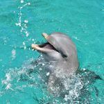 A happy dolphin in the sea at the Dolphin Academy Curaçao.