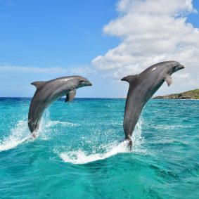 Two happy dolphins jumping out of the sea at the Dolphin Academy Curaçao.