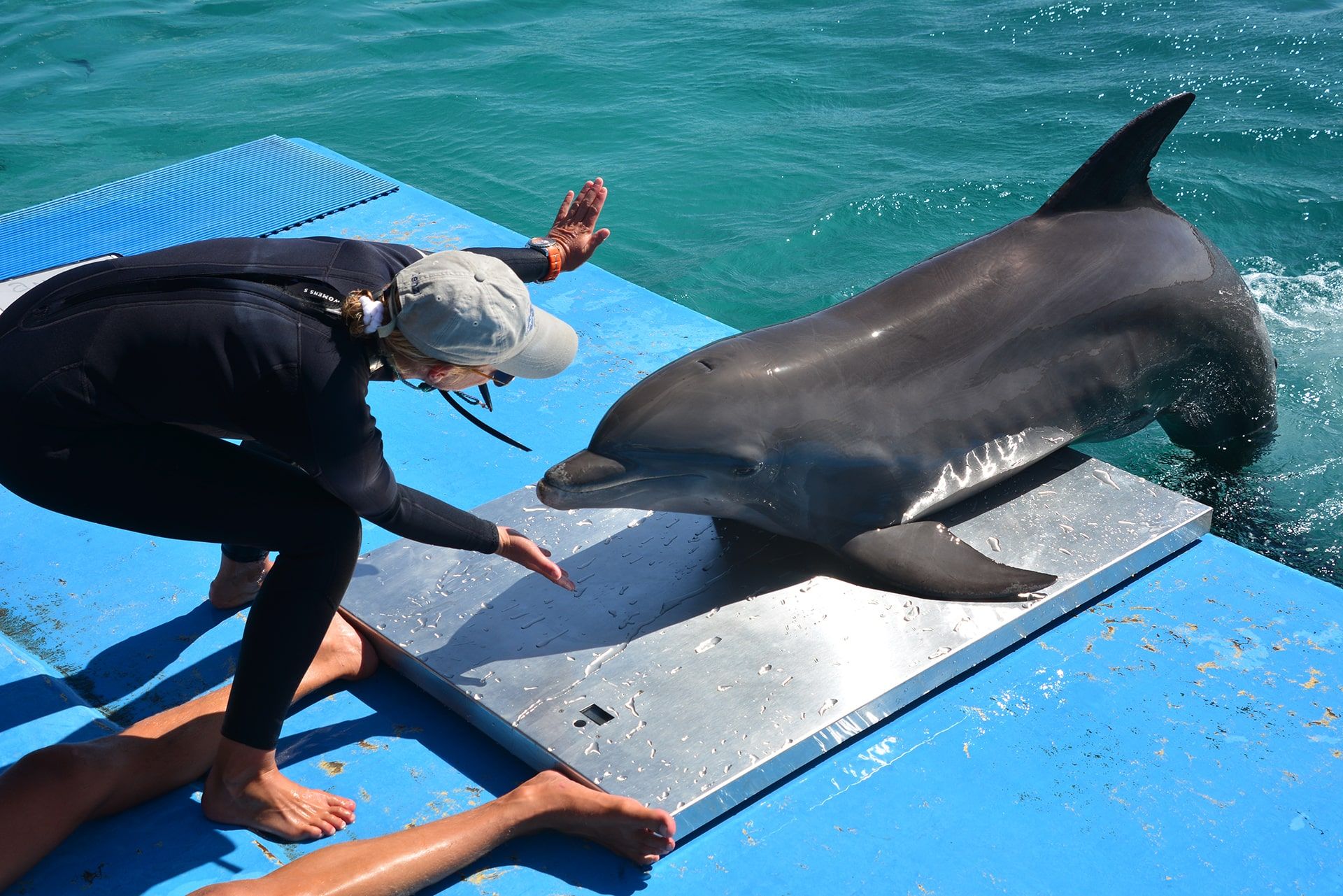 Een trainer op de dolphin academy op Curaçao traint de dolfijn.