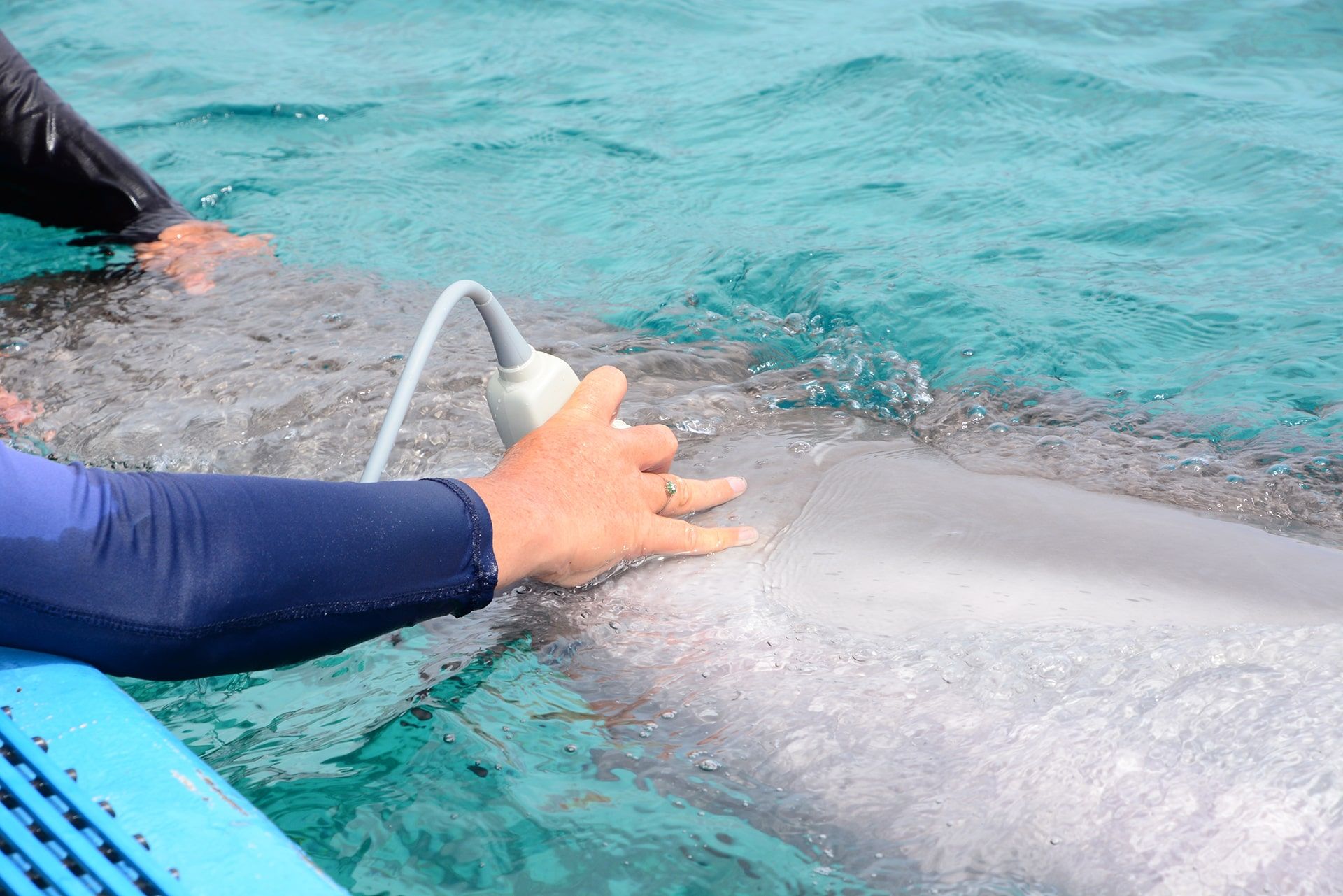 Un delfín en la academia de delfines de Curaçao recibiendo la mejor atención médica.
