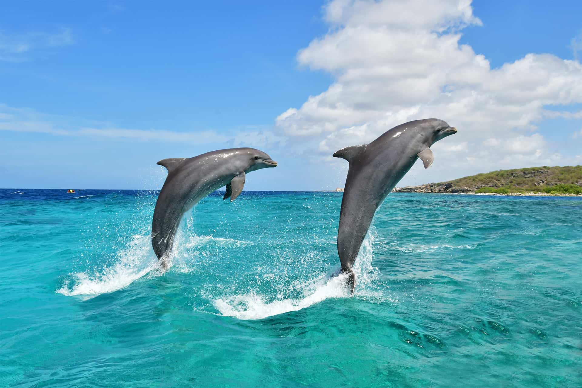 Two dolphins jumping out of the sea at the dolphin academy in Curaçao.