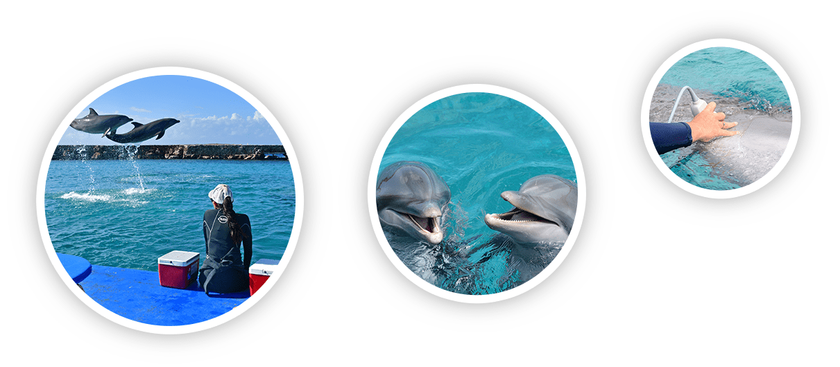 The dolphin academy in Curaçao does corroborative research to understand the dolphins.