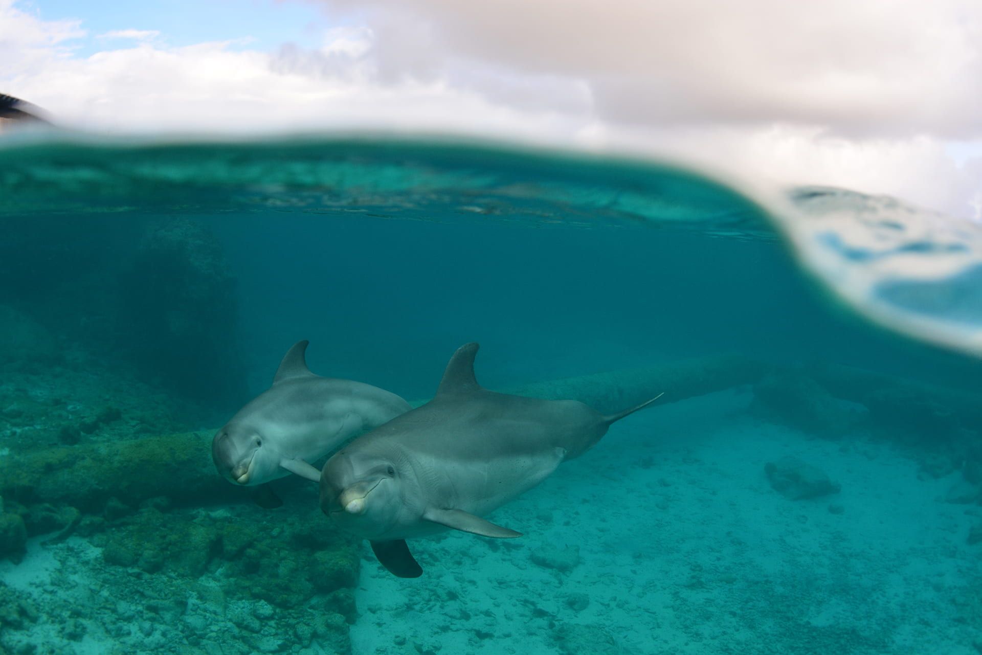 Een onderwaterfoto van twee zwemmende dolfijnen.