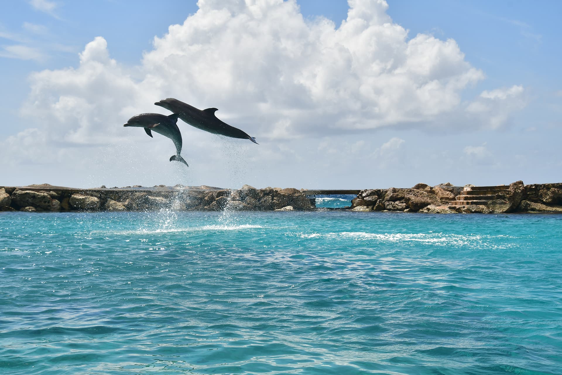 Two dolphins jumping extremely high out of the sea.