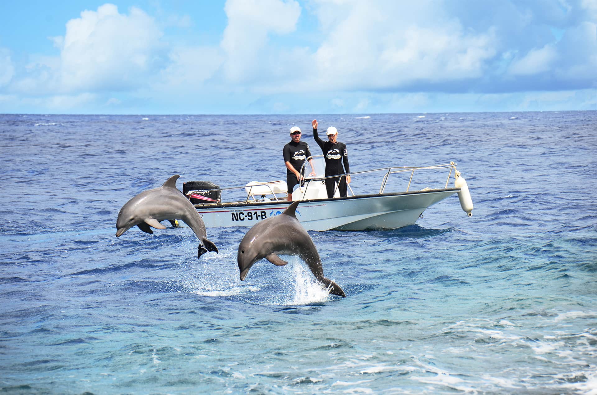 Delfines recibiendo entrenamiento en las aguas abiertas de Curaçao.