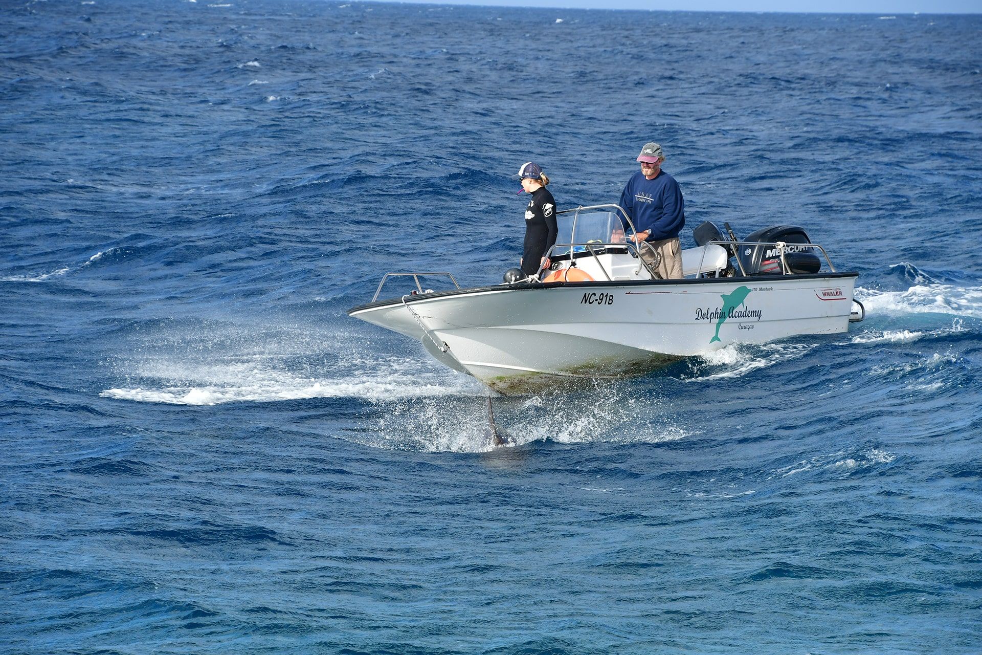 Los delfines acompañan a los entrenadores en excursiones diarias al mar abierto.
