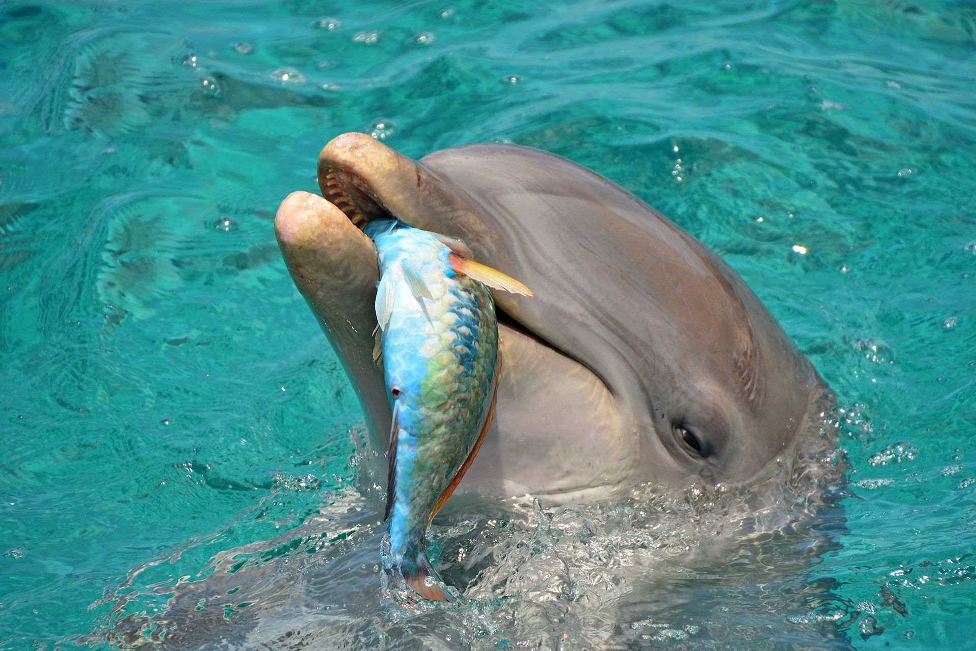 Un delfín comiendo un pescado en la academia de delfines de Curaçao.