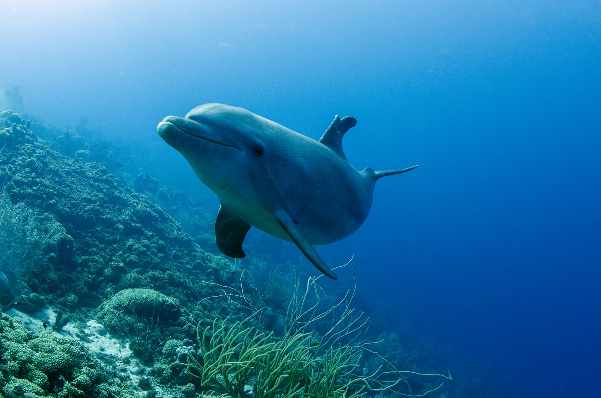 Een dolfijn in zijn dynamische karakter bij de Dolphin Academy op Curaçao.