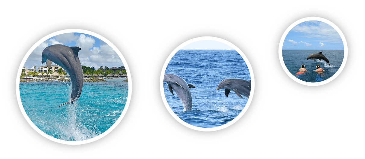Dolphin Academy works with trained dolphins in the open sea.