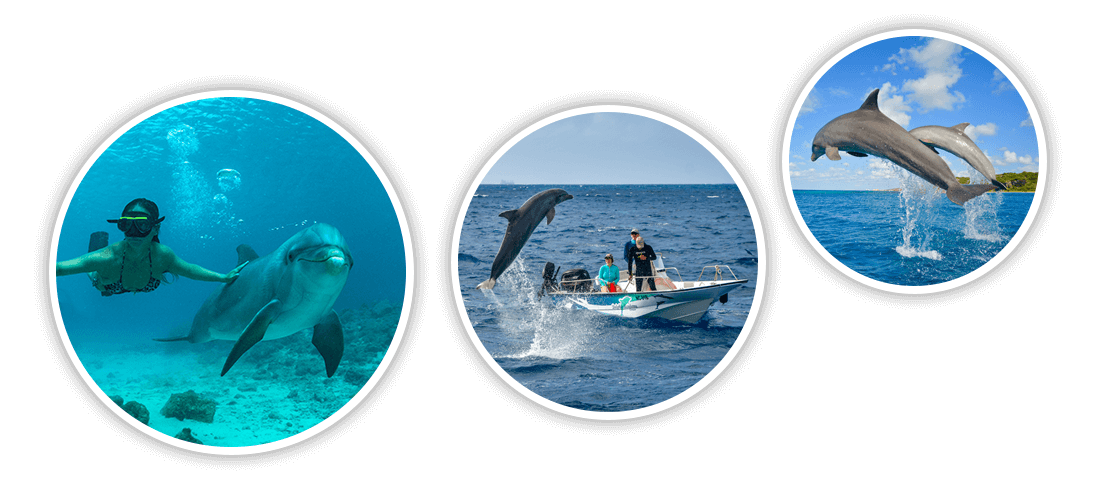 Dolphin Academy_Oceanic Circles (1)